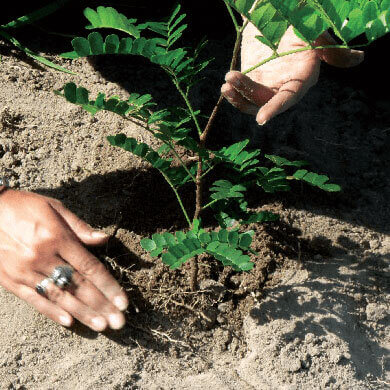 DANNEMANN legacy - adopt a tree - re forestation